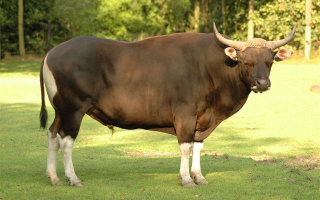 Bos javanicus