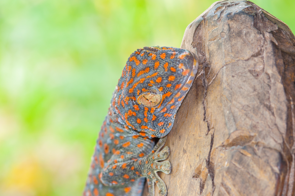 New gecko species sheds scales for a speedy getaway