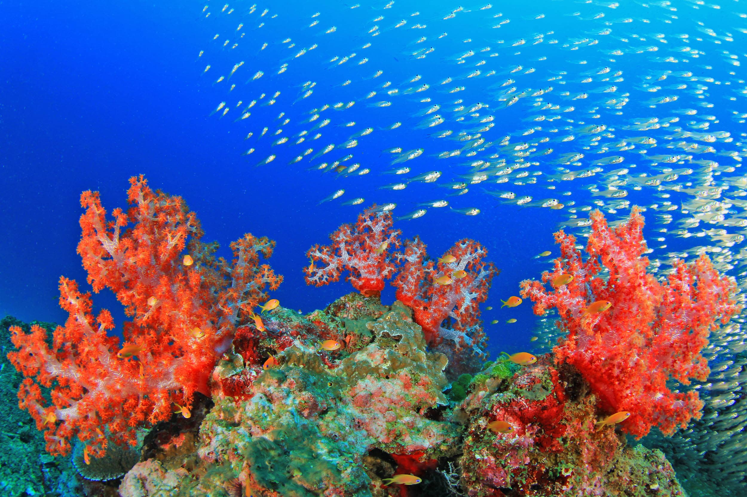 What are coral reefs and why are they important? •