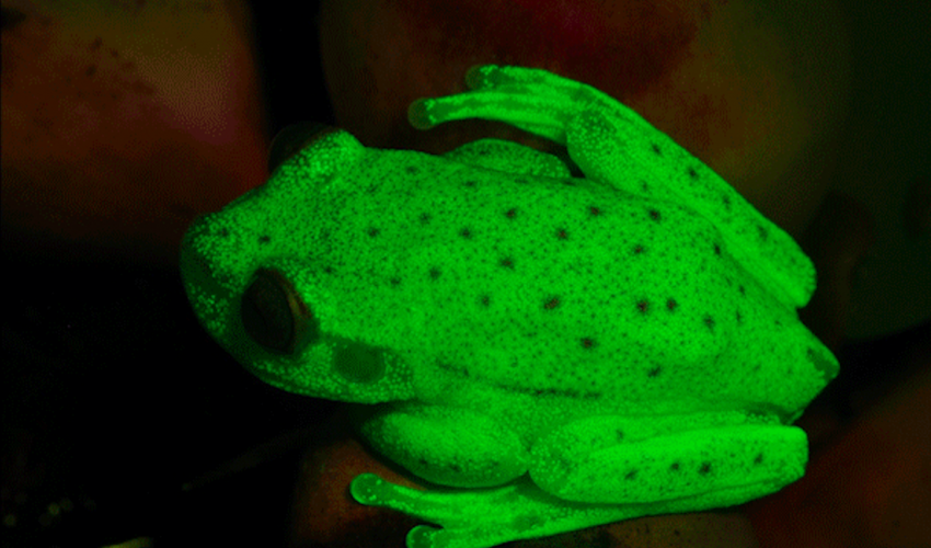 9B - Frog Spot OR Imitation Frog OR Green Frog OR Frog Coloration