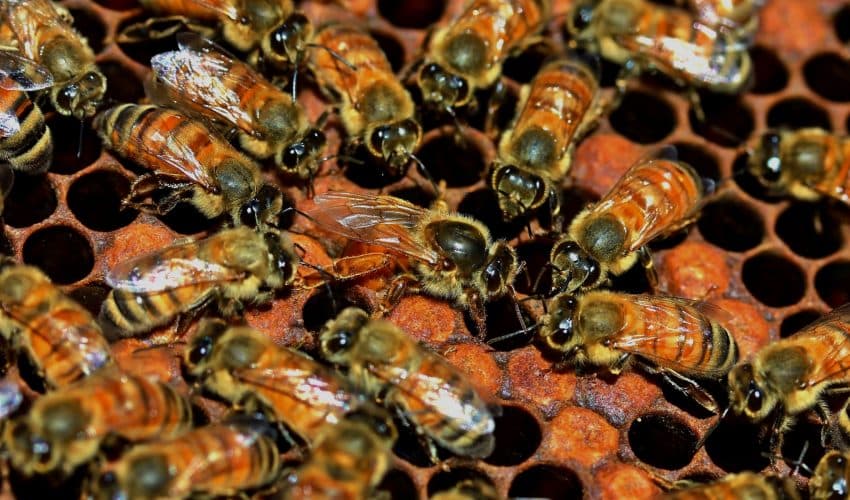 When the queen bee dies, how do worker bees choose her successor? •