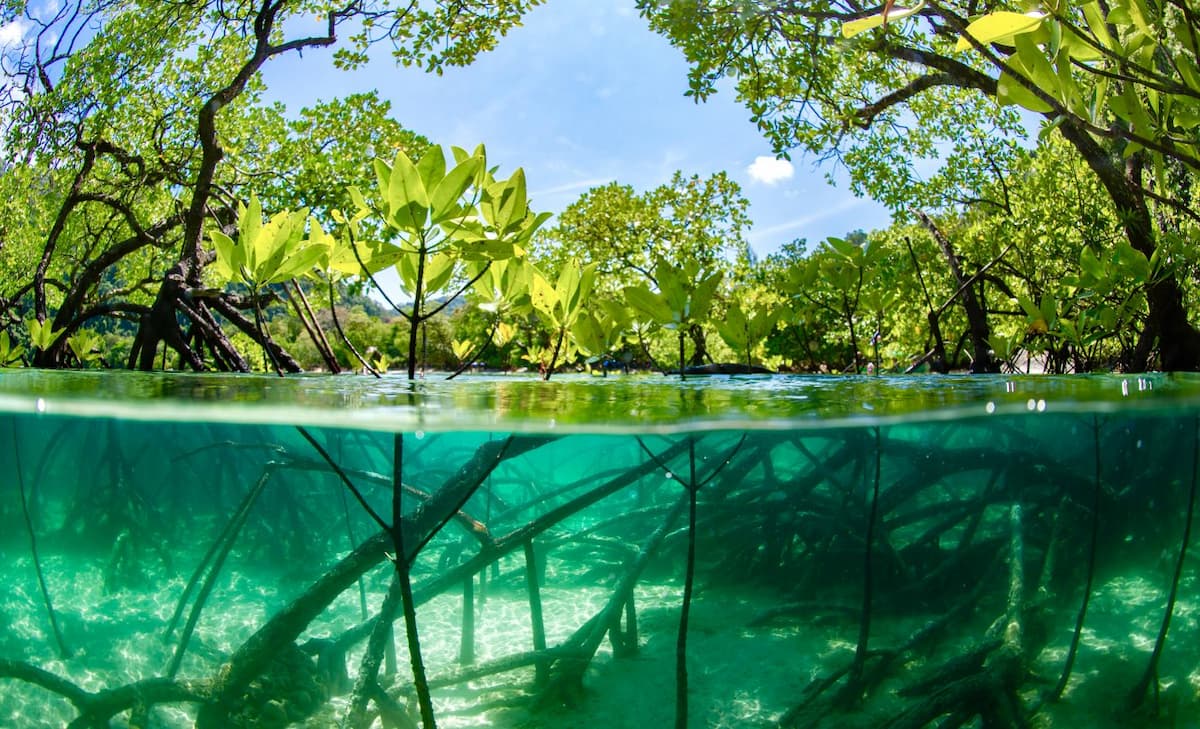 Mangrove Forests