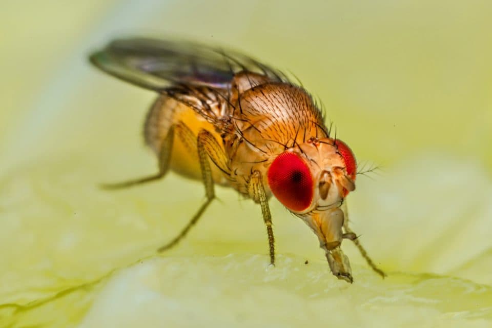 The 6 best fruit fly traps of 2024, according to experts