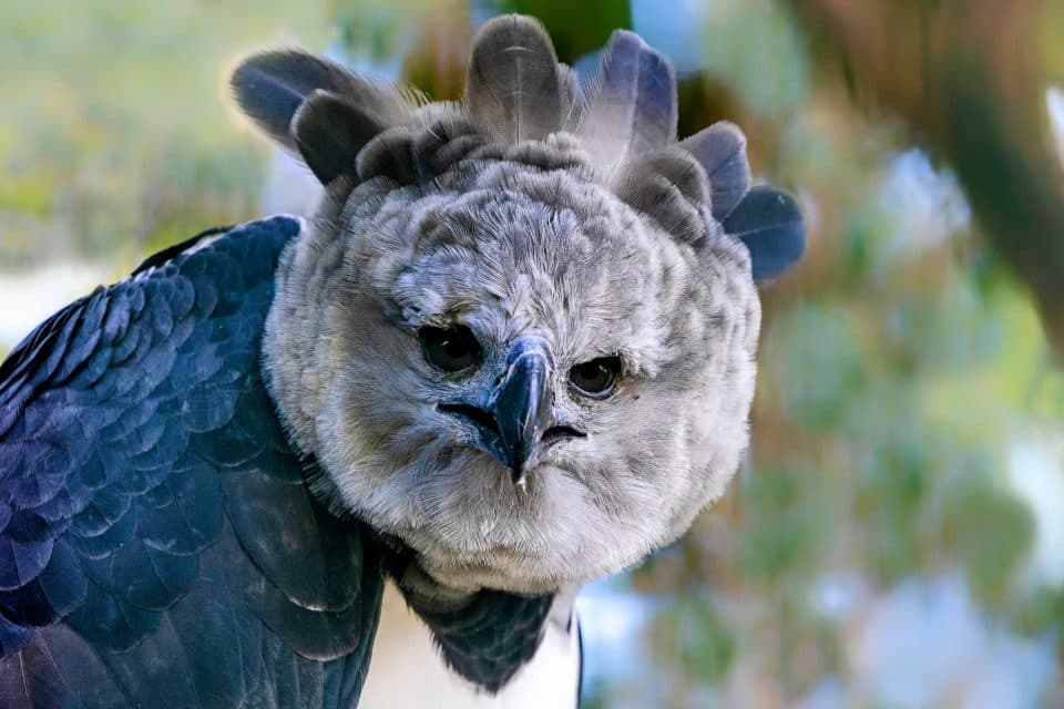 Harpy Eagle Largest Eagles in the World 