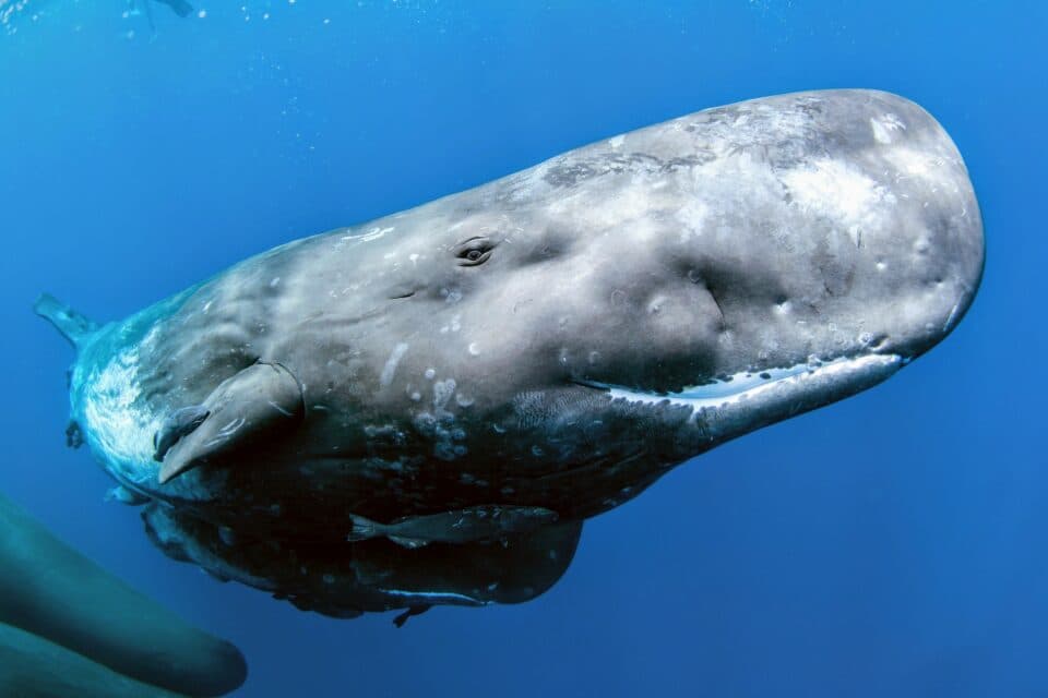 New project aims to help humans talk to whales - Earth.com