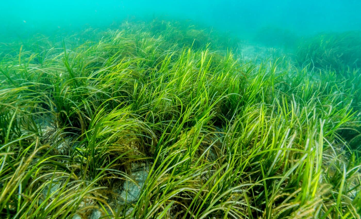 Seagrass wasting disease is fueled by climate change - Earth.com