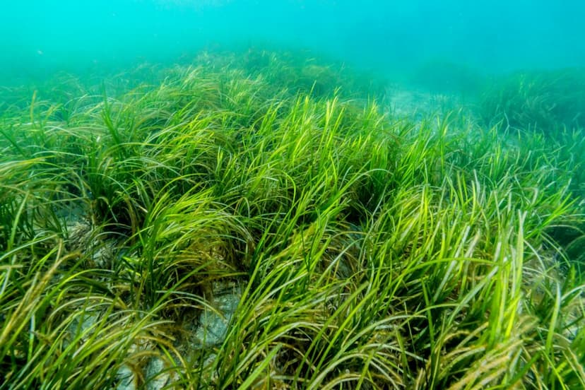 Seagrass wasting disease is fueled by climate change - Earth.com