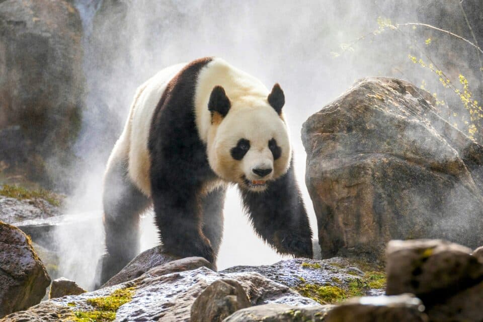 Giant pandas' gut bacteria turn nutrient-poor food into fat