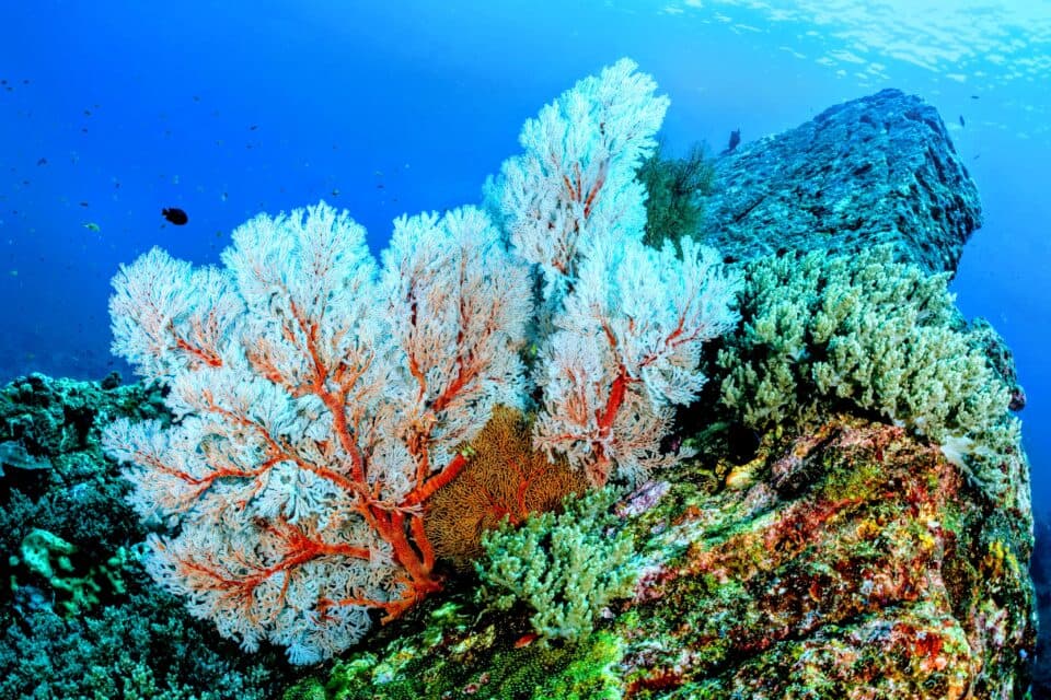 Study Examines the Impact of Coral Chemical Compounds on Reef