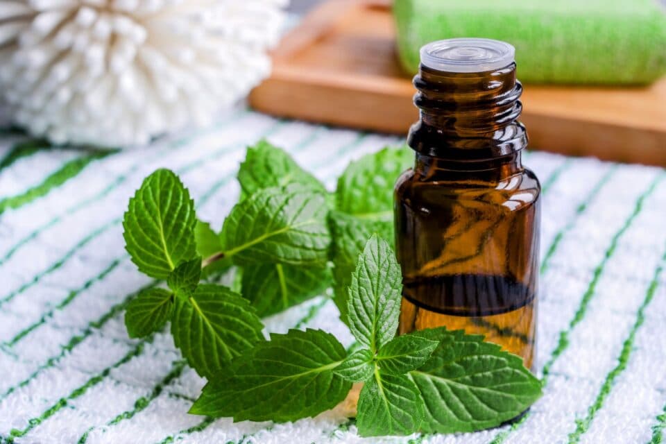 Mint Leaves Have Soothing Benefits For Irritated Skin
