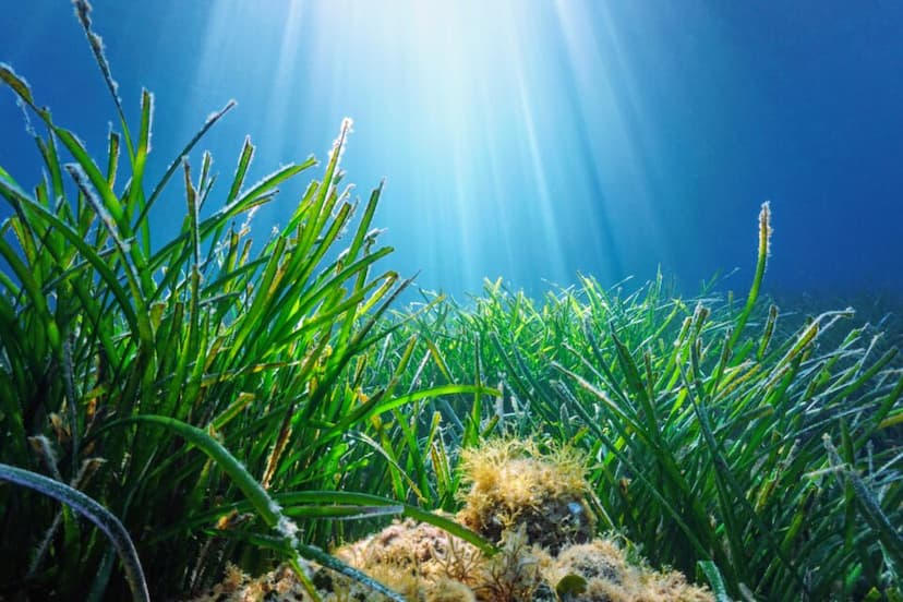 Seagrasses are the unsung heroes of oceans and marine life - Earth.com