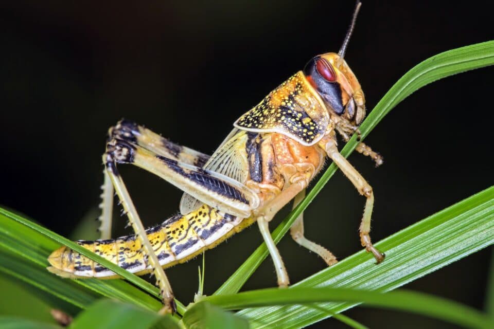 Extreme weather greatly increases threat of desert locust swarms