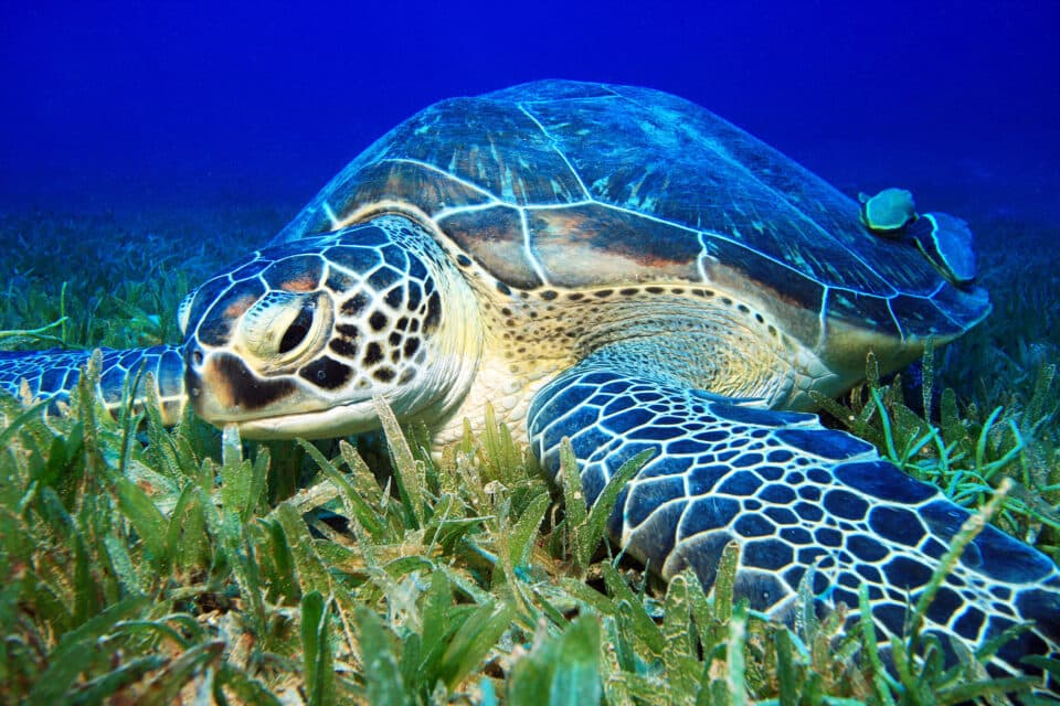 Seagrass meadows under threat from migrating herbivores - Earth.com