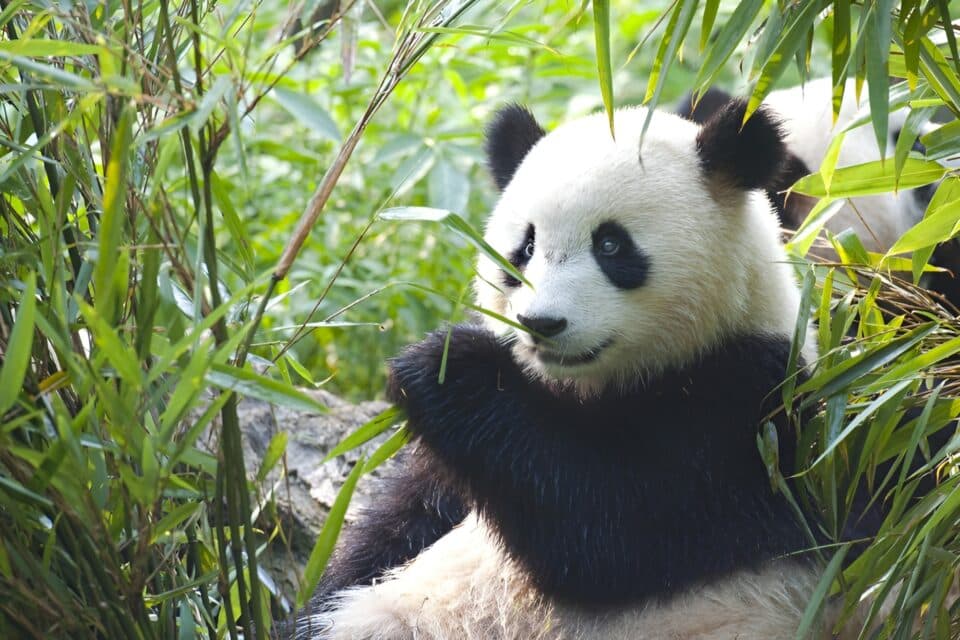 Cute Panda With An Umbrella Wildlife Ecology Peace And Friendship