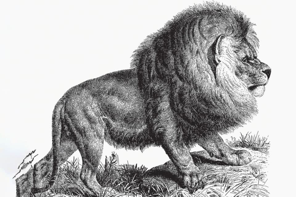 'Cape lions' had an extremely rich variety of genes before extinction ...