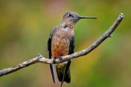 2024/05/Giant-hummingbirds.jpg