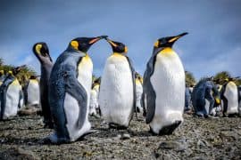 2024/06/Monitoring-emperor-penguins.jpg