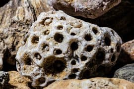 2024/06/550-million-year-old-fossil-sponge-discovered-in-China.jpeg