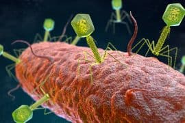 2024/06/bacteriophages-a-pathogens-pathogen-with-potential.jpg