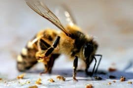 2024/06/Honey-bee-cancer.jpg