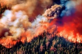 2024/06/Climate-change-wildfires.jpg