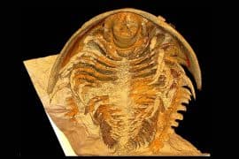 2024/06/trilobite-fossil_Gigoutella-mauretanica_credit-Arnaud-Mazurier_1.jpg