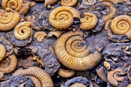 2024/07/Ammonites.jpg