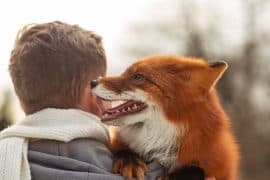 2024/07/Some-foxes-can-be-domesticated-thanks-to-breeding.jpg