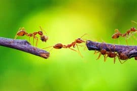 2024/07/ants_injured_medical-surgery_teamwork_1m.jpg