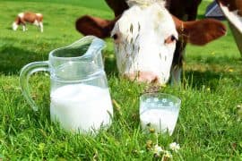 Milk,And,Cows.,Emmental,Region,,Switzerland