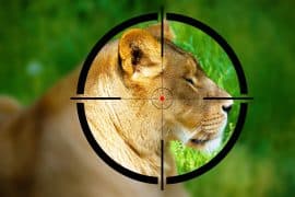 2024/07/hunting-fishing_closer-nature_superiority-complex_lion-rifle_1m.jpg