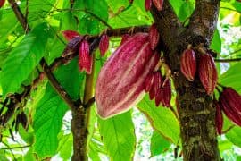 2024/07/Cacao-species.jpg
