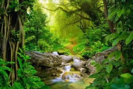 Tropical,Jungle,With,Small,Waterfall