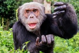 2024/07/Chimpanzee-gestures.jpg