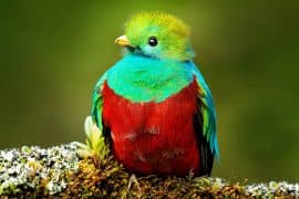 2024/07/iridescent-bird-feathers_tropical_quetzal_1m.jpg