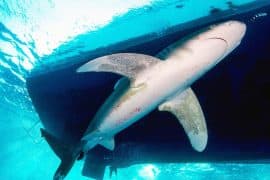 2024/07/shark_hit-by-boat_captured-video_first-time_1m.jpg