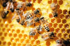 2024/07/Honeybees-need-a-balanced-diet-for-optimal-health.jpg