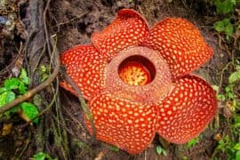 Rafflesia,,The,Biggest,Flower,In,The,World,,,Sumatra,,Indonesia