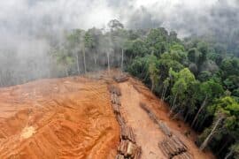Global-deforestation.jpg