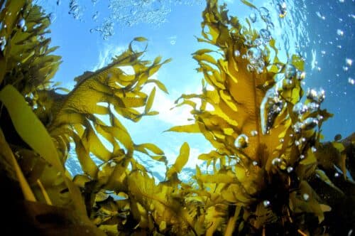 Seaweed-acidification.jpg