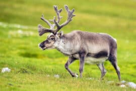 Reindeer,Roaming,On,Svalbard,Meadow