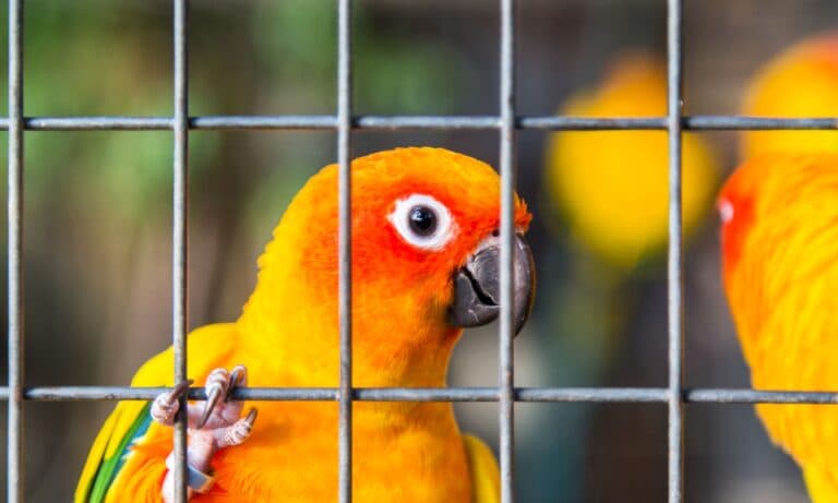 2024/04/Cutting-edge-DNA-tech-traces-and-tackles-illegal-parrot-trade.jpeg