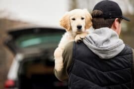 2024/04/research-shows-heartache-from-dog-theft-as-intense-as-losing-a-loved-one.jpg