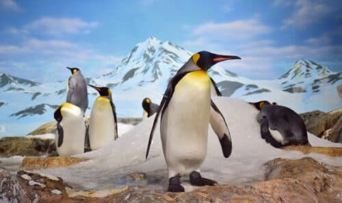 2024/04/Emperor-penguins-sea-ice.jpg