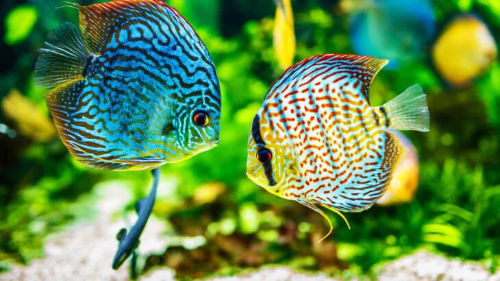 Symphysodon,Discus,In,An,Aquarium,On,A,Green,Background