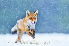 2024/04/Foxes-have-evolved-practical-ways-to-hunt-for-food-in-snow.jpeg