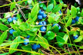 Wild,Blueberries,In,A,Canadian,Forest.