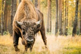2024/05/european-bison-once-nearly-extinct-thrive-in-southern-spain.jpg
