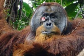 2024/05/Orangutan-wound.jpg