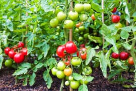 2024/05/tomato-plants_tomatoes_alternate-genetic-universe_1m.jpg